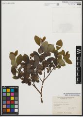 Foto von Salix scouleriana Barratt ex Hook.